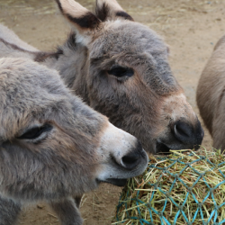 Donkey Donation