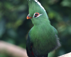 Touraco and rescued birds Donation