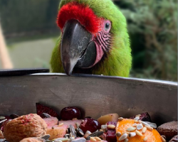 Nuts for Parrots Donation