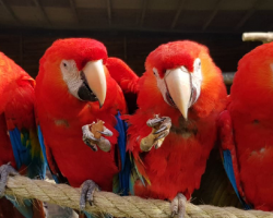 Nuts for Parrots Donation