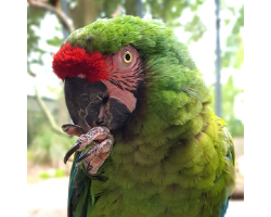 Parrot Donation