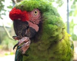 Parrot Donation
