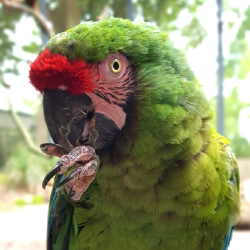 Parrot Donation