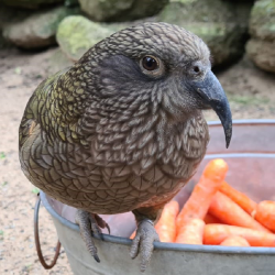 Kea Parrot Donation