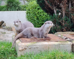 Pippin and Katarni and the otter pups donation