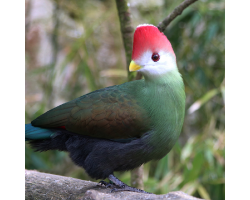 Touraco and rescued birds Donation
