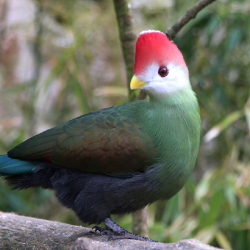 Touraco and rescued birds Donation