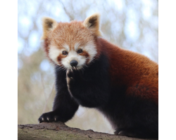 Red Panda Donation