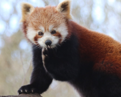 Red Panda Donation