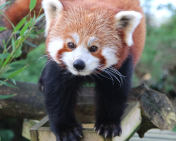 Red Panda Donation