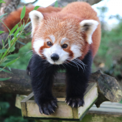 Red Panda Donation