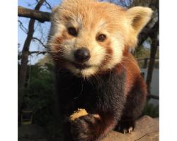 Red Panda Donation