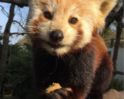 Red Panda Donation