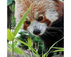 Red Panda Donation