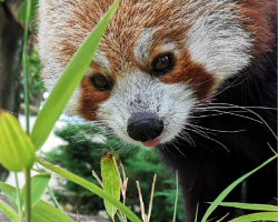 Red Panda Donation