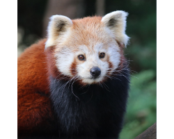 Red Panda Donation