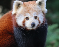 Red Panda Donation