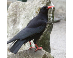Red-billed Chough Donation