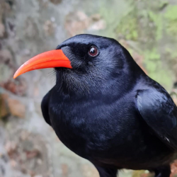 Red-billed Chough Donation