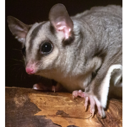 Squirrel Glider
