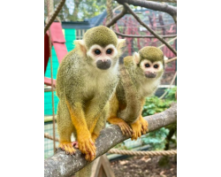 Adopt our Troop of Common Squirrel Monkeys for 1 year