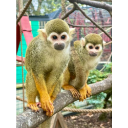 Adopt our Troop of Common Squirrel Monkeys for 1 year