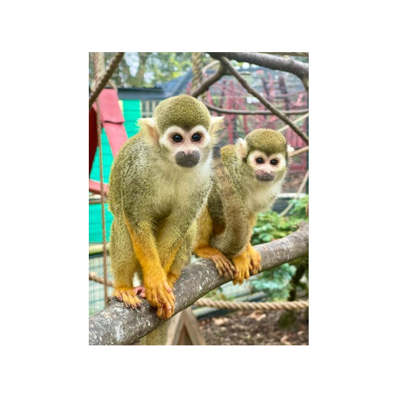 Adopt our Troop of Common Squirrel Monkeys for 1 year