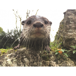 Adopt our Romp of Asian Short-Clawed Otters for 1 year