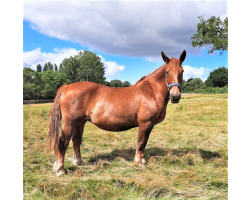 Suffolk Punch Donation - £1