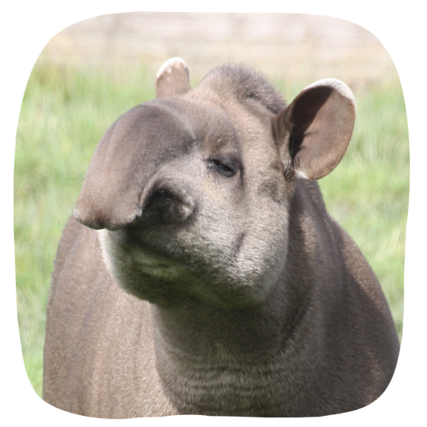 Tapir Adoption