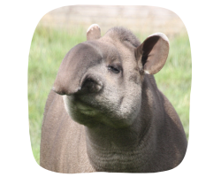 Tapir Adoption