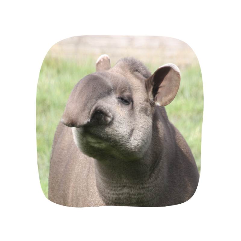 tapir-adoption