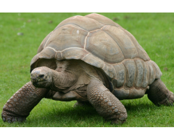 Aldabra giant tortoise - Teddy (male)