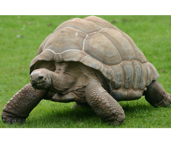 Aldabra giant tortoise - Teddy (male)