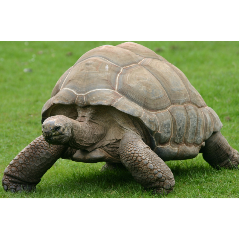 Aldabra giant tortoise Teddy (male)