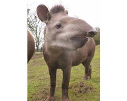 Brazilian tapir - Thiago