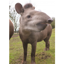 Brazilian tapir - Thiago