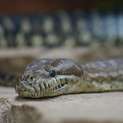 Carpet python - Tho