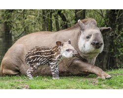 Brazilian tapir - Tiana