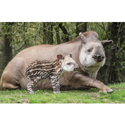 Brazilian tapir - Tiana