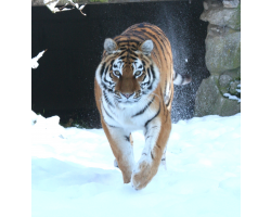 Amur tiger - Katinka