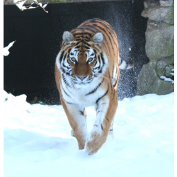 Amur tiger - Katinka