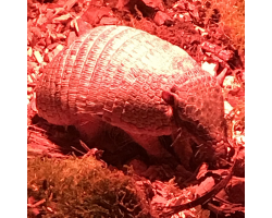 Six banded armadillo - Tilly