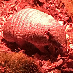 Six banded armadillo - Tilly