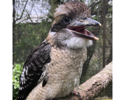 Laughing kookaburra - Tirrike