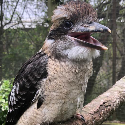 Laughing kookaburra - Tirrike