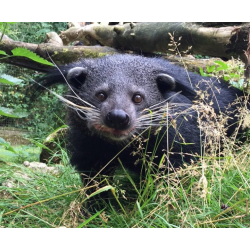 Binturong - Toady (male)