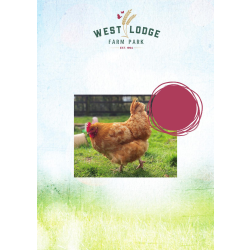 PET SHOP CHICKENS