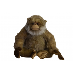 Cuddly Barbary macaque