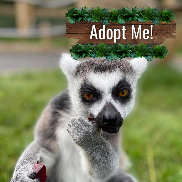 Adoption Pack - Lemur